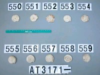 藏品(芋螺貝)的圖片